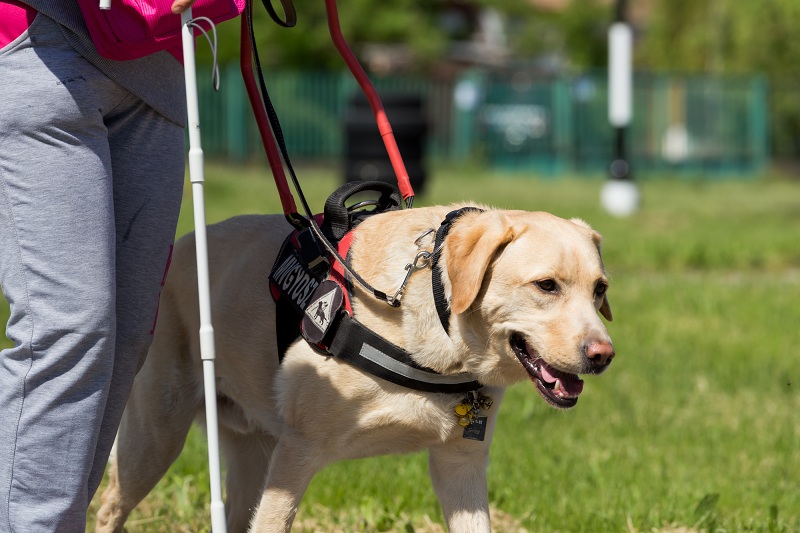 Kép: vakvezetőkutya éppen vezeti gazdáját az akadálypályán