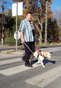 Kép: Egy férfi vakvezetőkutyájával és egy fehérbottal, épp átsétál egy gyalogosátkelőn.