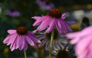 Sensory Garden
