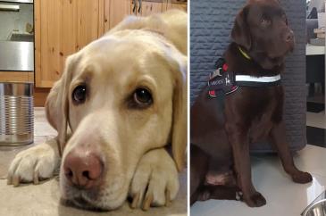 Vakvezető kutyák365x242