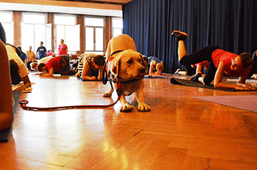 Aerobik kutyával 365x242