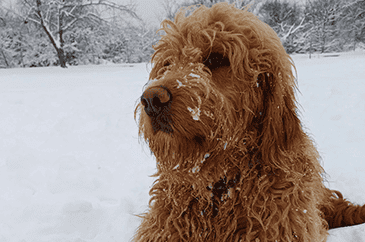 Woody vakvezetőkutya 365x242