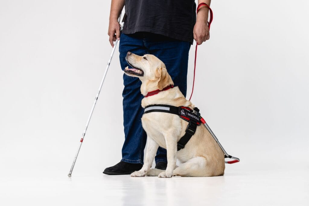 Vak ember fehérbottal vakvezetőkutyával