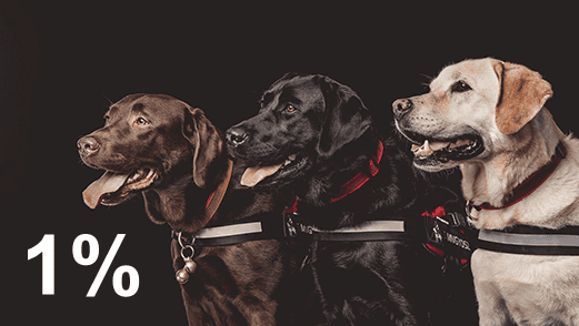 Webhárom vakvezetőkutya csoki fekete sárga521x294